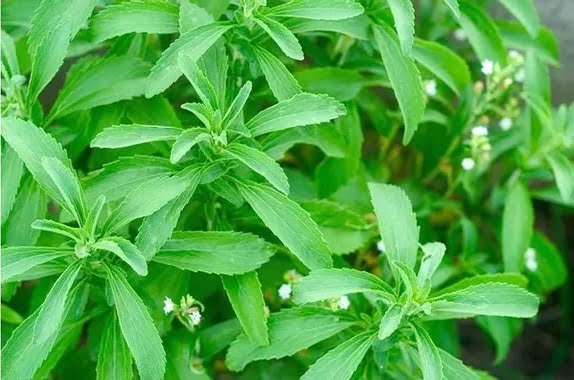 Stevia a natural sweetener
