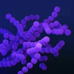 gut microbiota