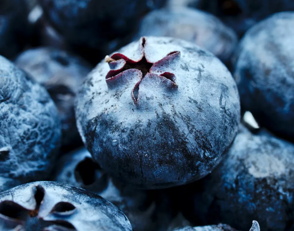 berries contains polyphenols