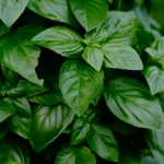 Shop for food supplements, herbal preparations, organic health foods, vitamins and minerals